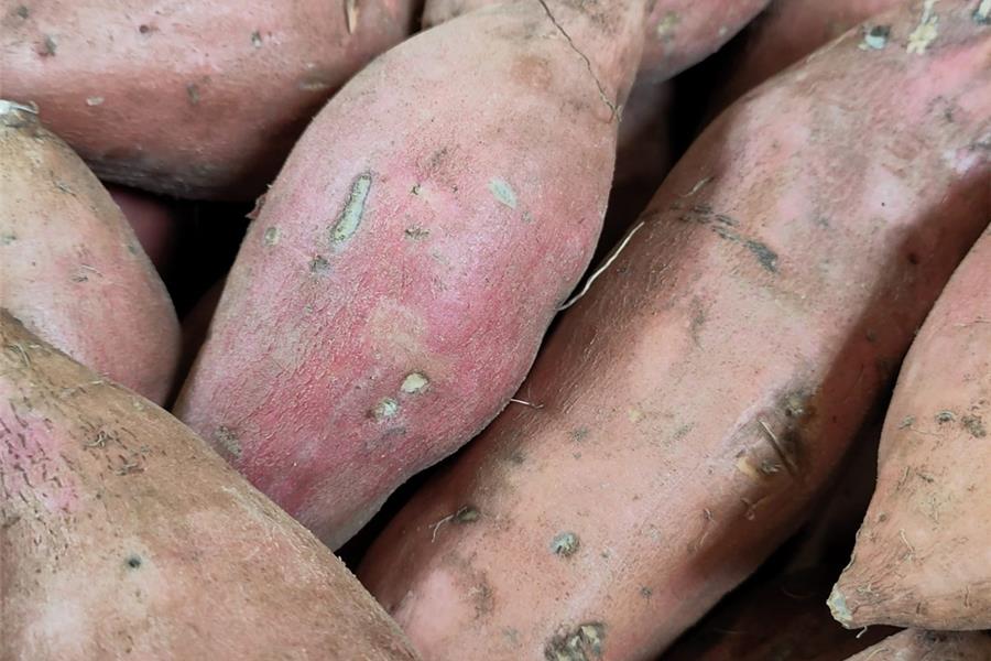 Zoete aardappelen (Bataat) Producten in de kijker Webshop